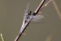 Orthetrum cancellatum