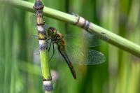 Sympetrum sanguineum