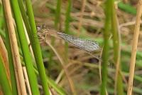 Ischnura elegans