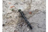 Orthetrum albistylum