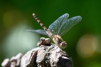 Sympetrum striolatum