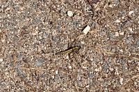 Orthetrum cancellatum