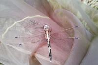Orthetrum albistylum