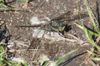 Orthetrum cancellatum