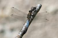 Orthetrum cancellatum