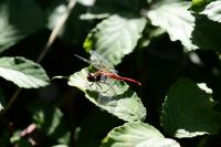Sympetrum sanguineum