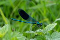 Calopteryx splendens