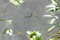 Erythromma lindenii