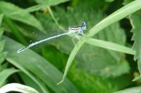 Platycnemis pennipes