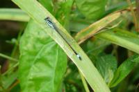 Ischnura elegans