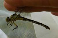 Onychogomphus forcipatus
