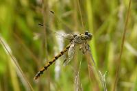 Onychogomphus forcipatus