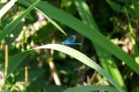 Calopteryx virgo
