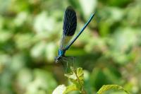 Calopteryx splendens