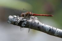 Sympetrum striolatum