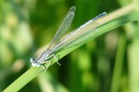 Platycnemis pennipes