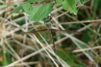 Oxygastra curtisii