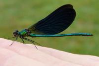 Calopteryx virgo