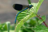 Calopteryx splendens