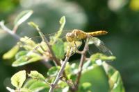 Sympetrum meridionale