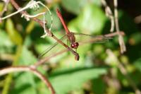 Sympetrum meridionale