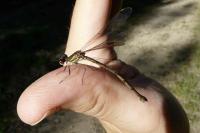 Chalcolestes viridis