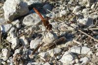 Sympetrum meridionale