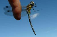 Aeshna mixta