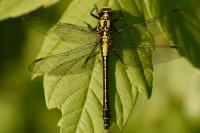Gomphus vulgatissimus