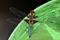 Libellula depressa