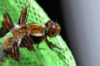 Libellula depressa