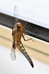 Libellula depressa