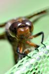 Libellula depressa