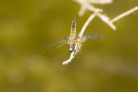Libellula quadrimaculata