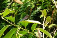 Calopteryx splendens