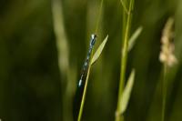 Coenagrion scitulum