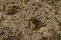Orthetrum cancellatum