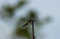 Libellula depressa