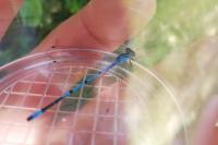Coenagrion puella