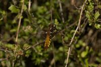 Libellula depressa
