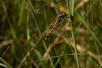 Orthetrum albistylum
