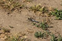 Orthetrum cancellatum