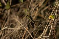 Onychogomphus forcipatus forcipatus