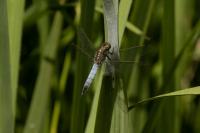 Orthetrum cancellatum