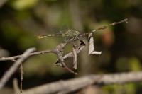 Gomphus pulchellus