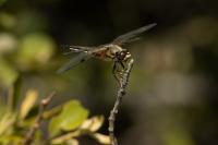 Libellula quadrimaculata