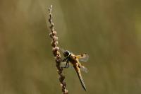 Libellula quadrimaculata