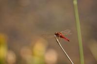 Crocothemis erythraea