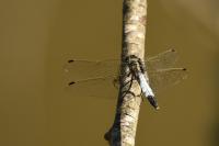 Orthetrum albistylum
