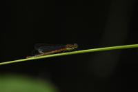 Pyrrhosoma nymphula